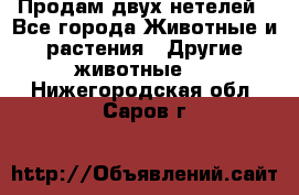 Продам двух нетелей - Все города Животные и растения » Другие животные   . Нижегородская обл.,Саров г.